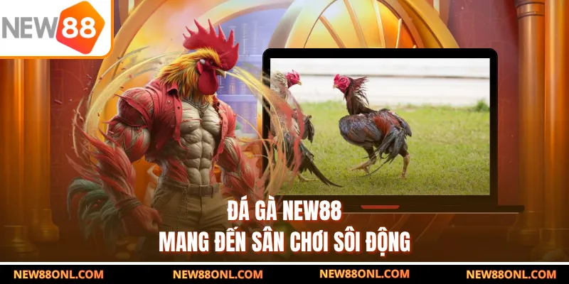 Đá gà NEW88 mang đến sân chơi sôi động