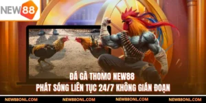 Đá Gà Thomo NEW88 - Phát Sóng Liên Tục 24/7 Không Gián Đoạn